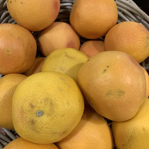 Pamplemoussier jaune. Le pot de 25 litres