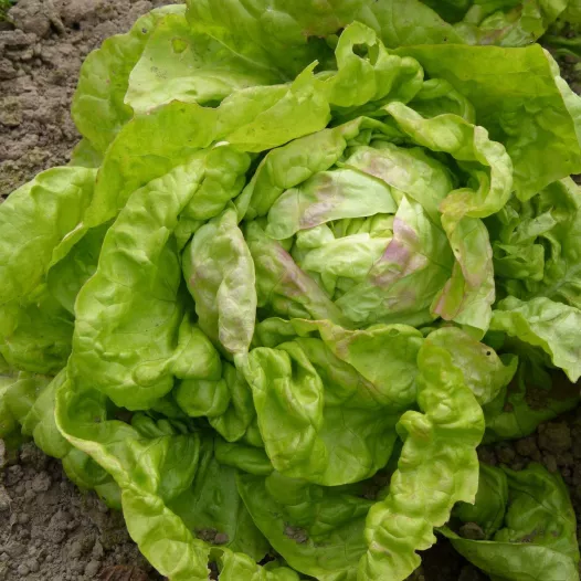 Graines bio de Laitue pommée de printemps Reine de mai