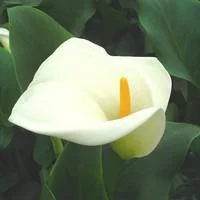 Arum blanc à grandes fleurs - Le pot de 1 litre
