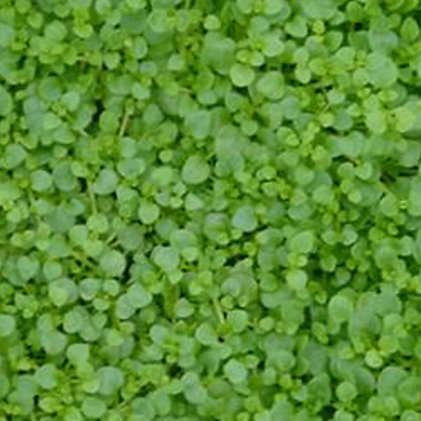 6 x Menthe de Corse – Mentha requienii, godet 9cm x 9cm
