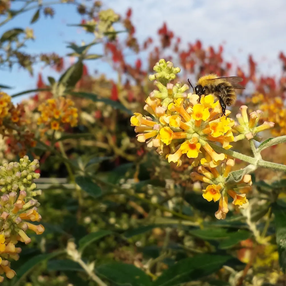 Arbre à papillons Sungold Buddleja x weyeriana Sungold