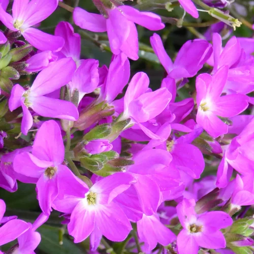 Arabis Blepharophylla. Le pot de 9 cm