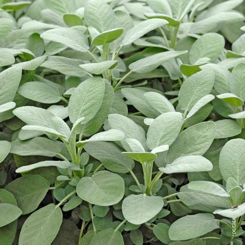 Sauge Officinale Bio. Le pot de 10,5 cm