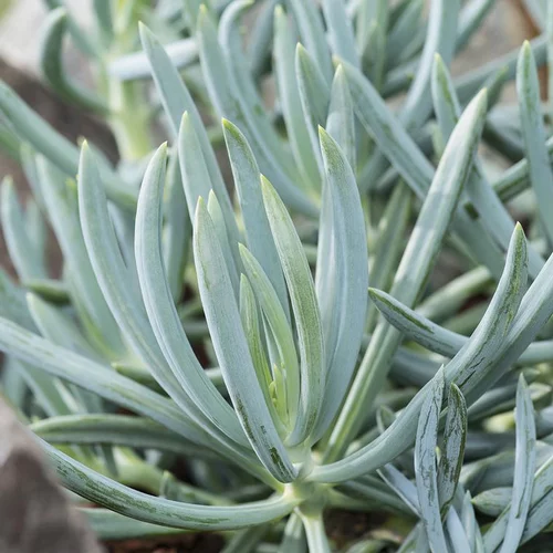 Senecio ficoïdes. Le pot de 3 litres