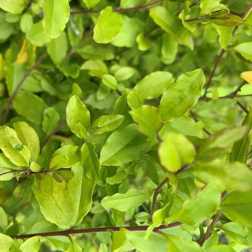 Troène Doré Jaune – C2