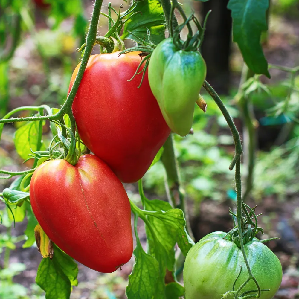 Tomate Coeur de boeuf Solanum lycopersicum coeur de boeuf
