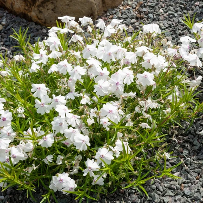 3 Phlox mousse Maischnee Phlox subulata maischnee