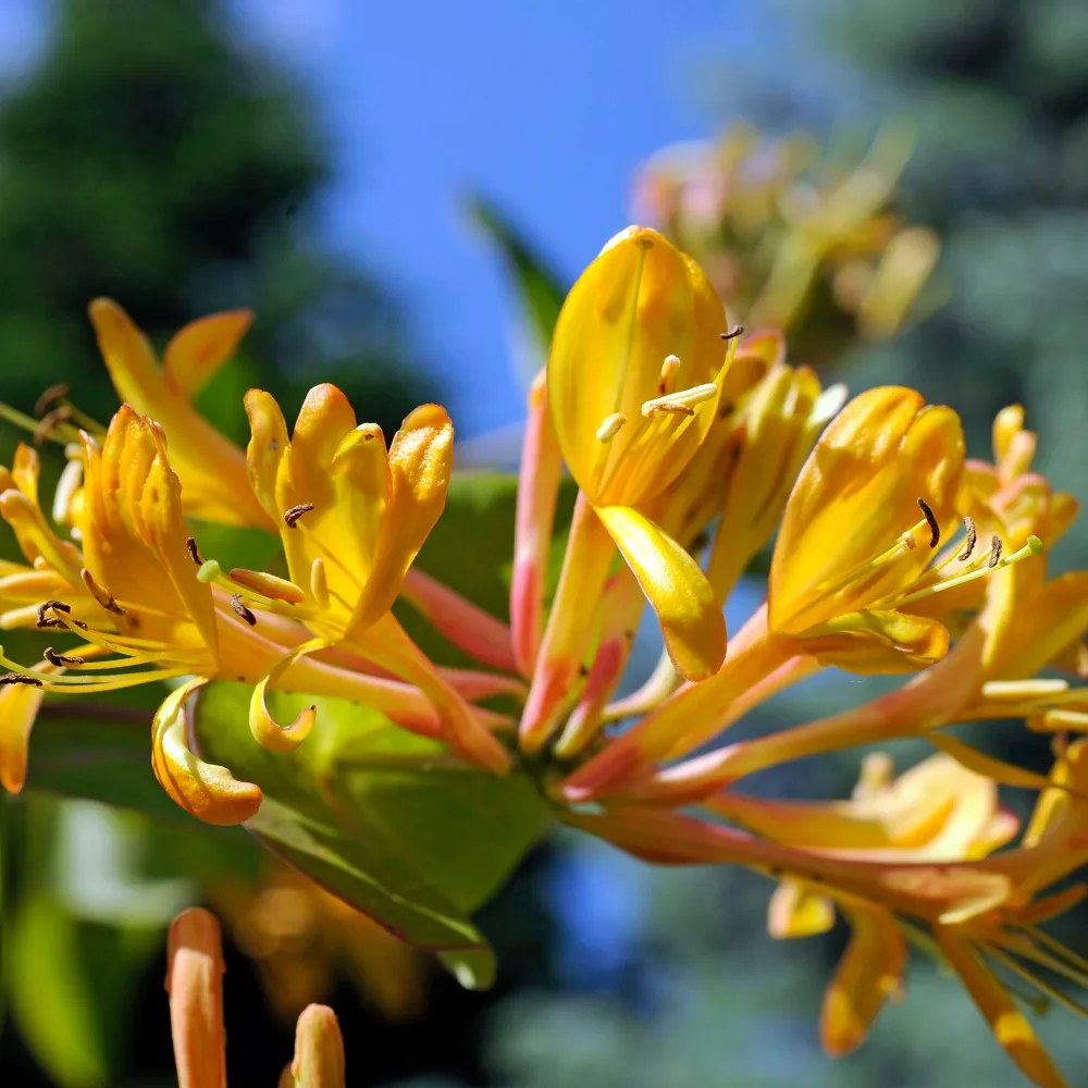 Chèvrefeuille de Henry Copper Beauty Lonicera henryi Copper Beauty