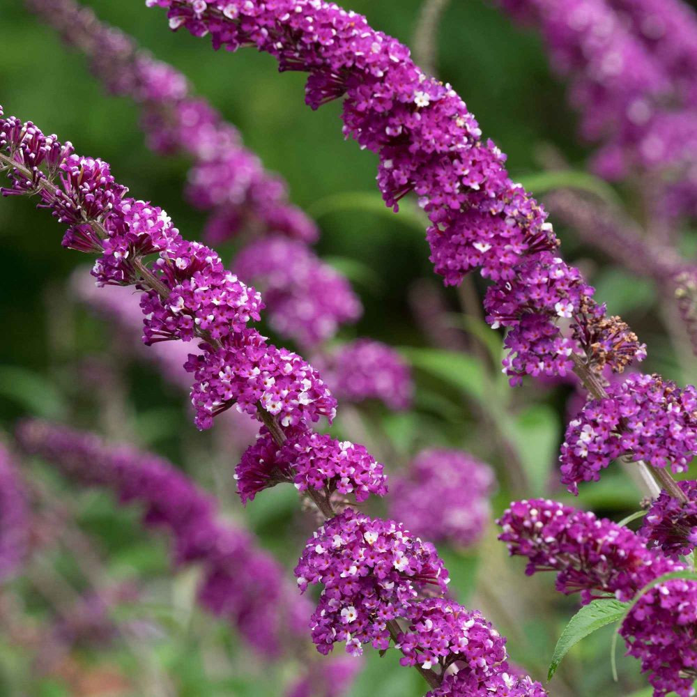 Arbre à papillons Berries & Cream Buddleja davidii 'berries and cream'