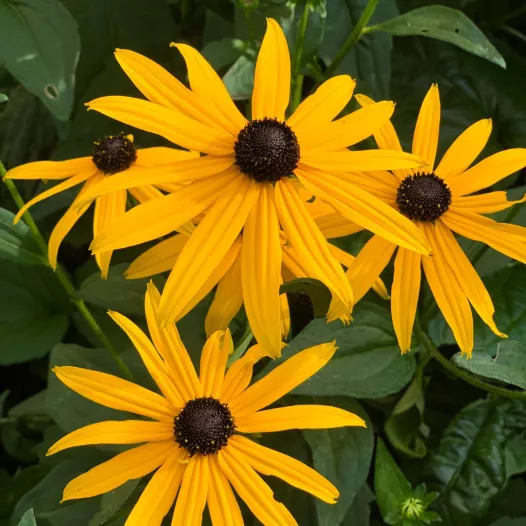Rudbeckia annuel | Graines bio et reproductibles de fleurs