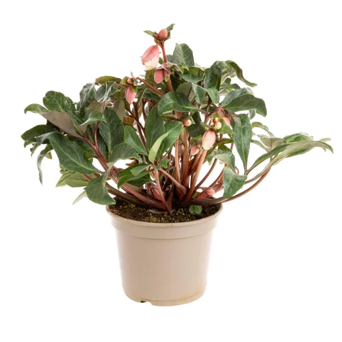 Hellébore (ou Rose de Noël) INTERSPECIFIQUE HGC® MAESTRO® - Le pot de 1,5 litres