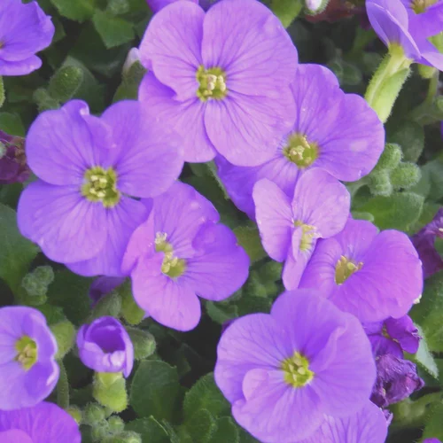 Aubrietia Variee. Le pot de 10,5 cm