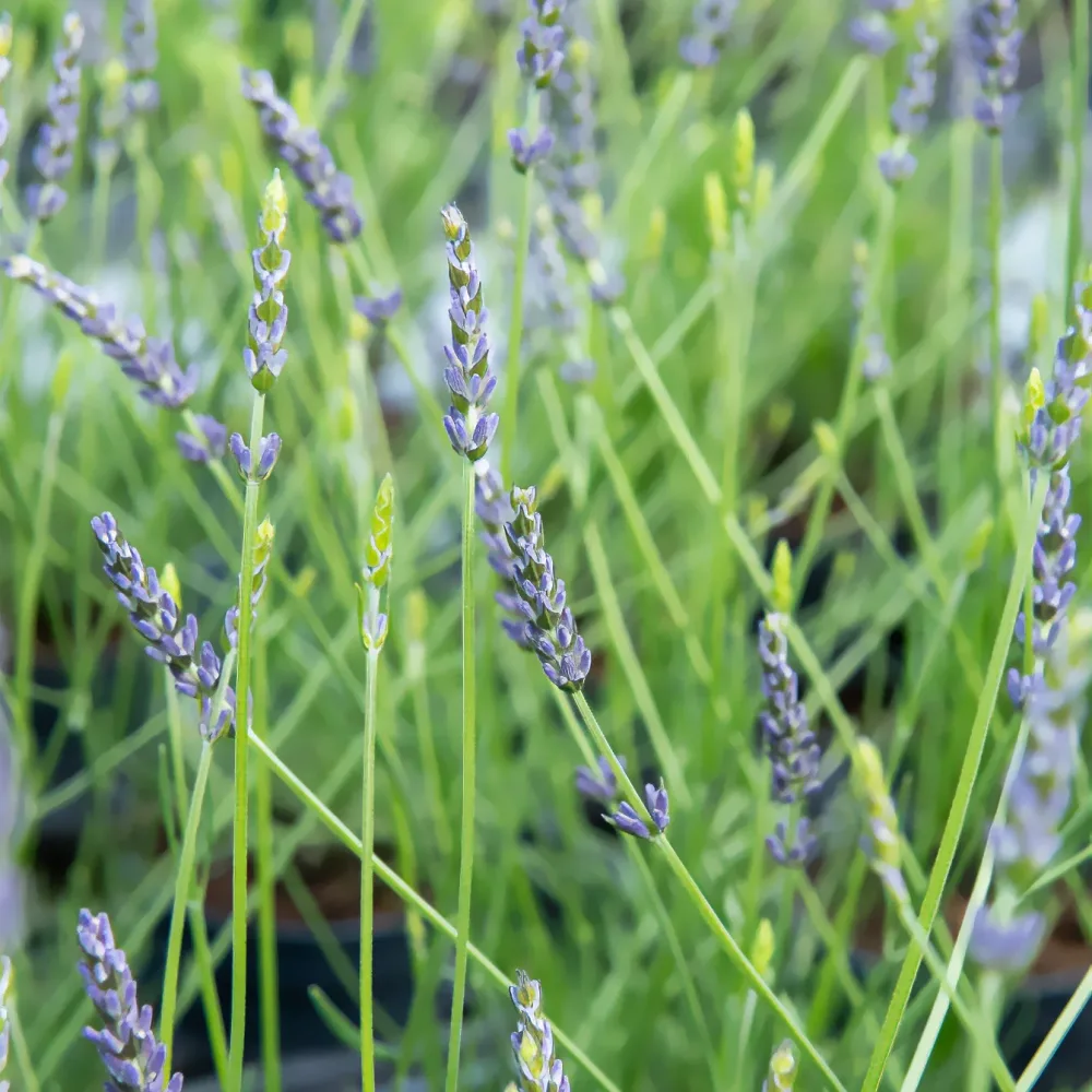 Lavandin Phenomenal® Niko Lavandula x intermedia Phenomenal®