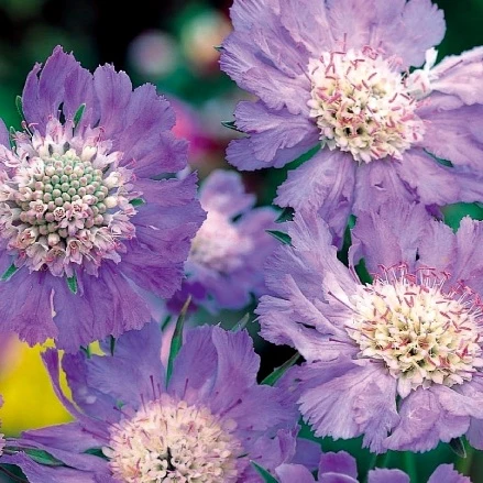 Scabieuse du Caucase vivace Perfection Blue Scabiosa caucasica