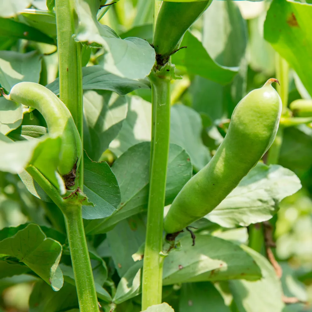 Fève blanche extra hâtive Vicia faba blanche précoce
