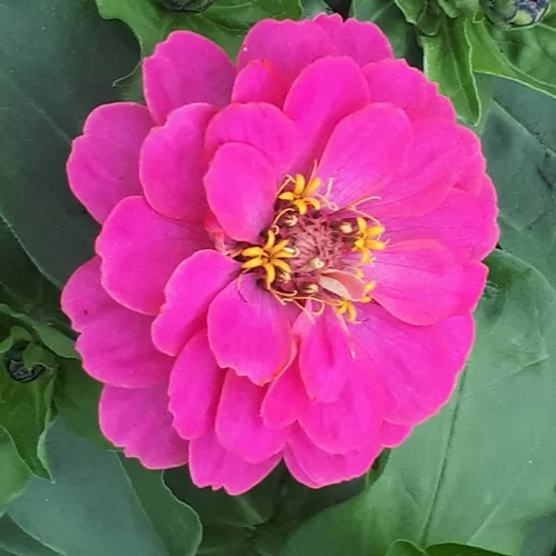 Zinnia à grandes fleurs - Le pot de Ø 13 cm