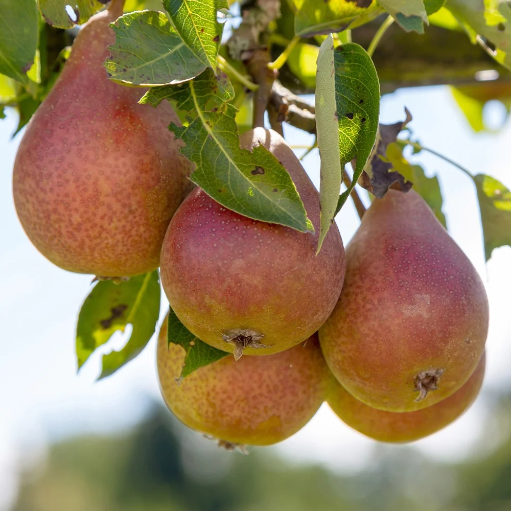 Poirier Bonne Louise d'Avranches Pyrus communis Bonne Louise d'Avranches