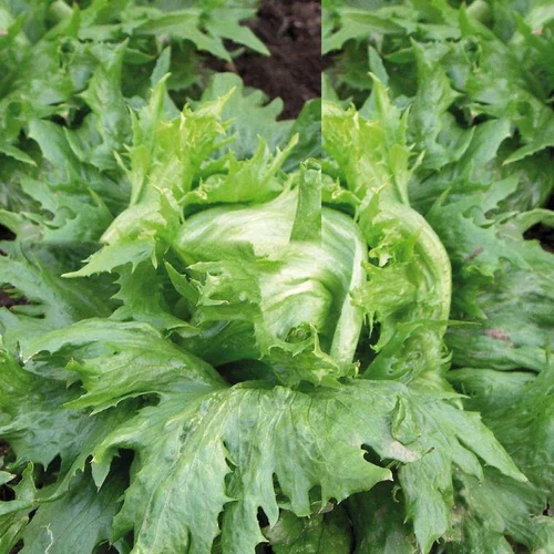 Laitue Batavia Iceberg Reine Des Glaces Bio. La barquette de 12 plants