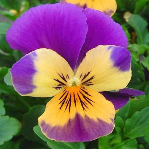 violette cornue - La coupe en osier de Ø 25 cm