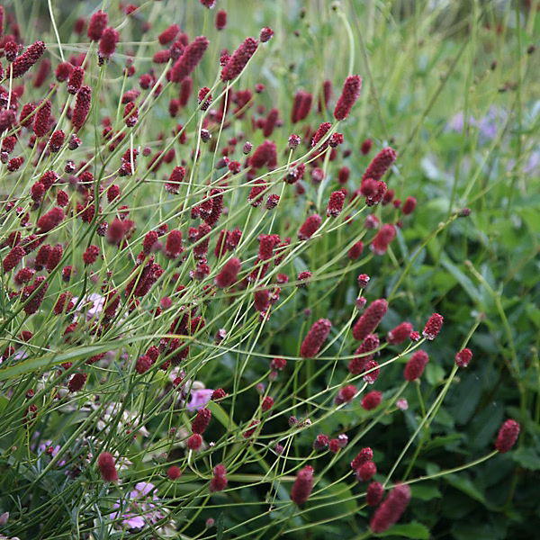 6 x Petite pimprenelle – Sanguisorba minor, godet 9cm x 9cm