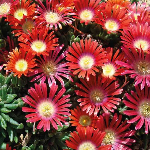 Delosperma dyeri red mountain rouge - Le pot de 9 x 9 cm