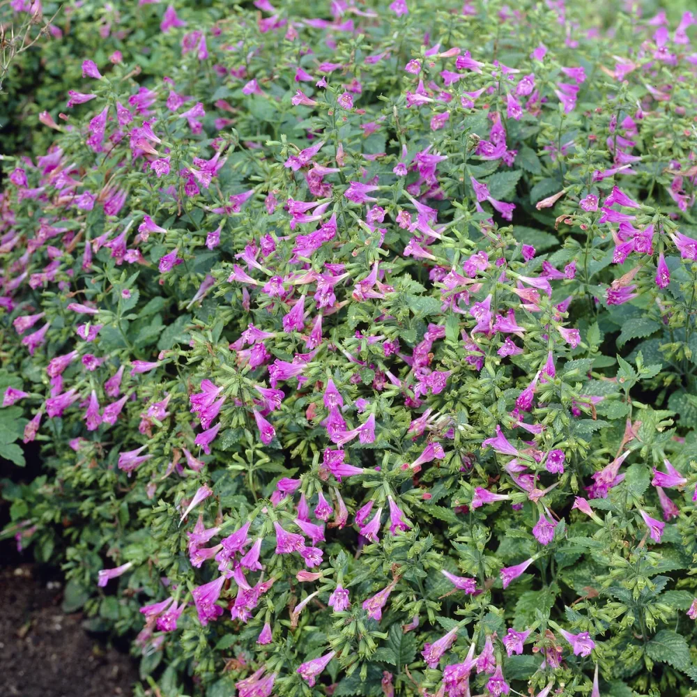 Calament - Thés de l'Aubrac Calamintha grandiflora