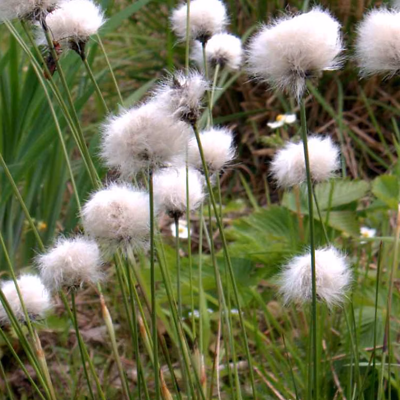 6 x Eriophorum vaginatum – godet 9cm x 9cm