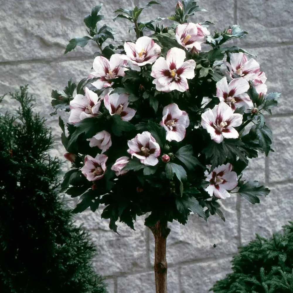 Hibiscus de jardin sur tige blanc/rouge Hibiscus syriacus