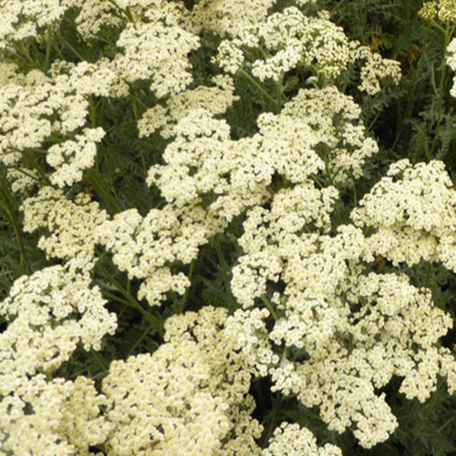 Achillée AlabAster Achillea hybride alabaster