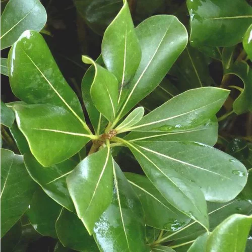 Pittosporum Tobira. Le pot de 15 litres
