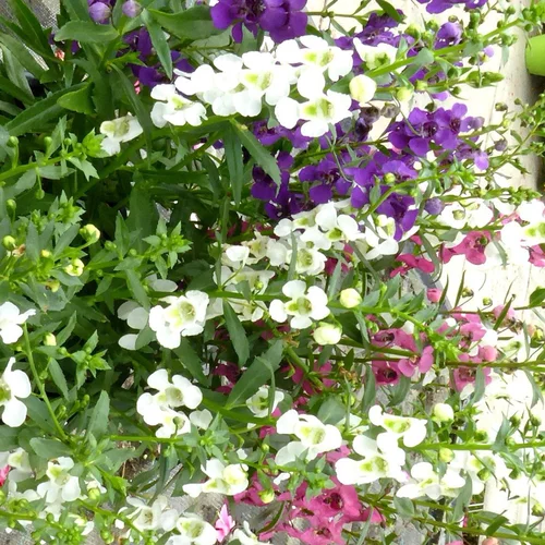 Angelonia. Le pot de 3 litres