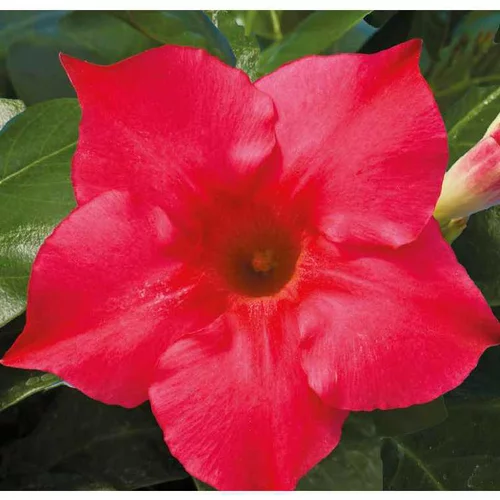 Dipladénia Rio Hot Pink rose. Le pot de 9 x 9 cm