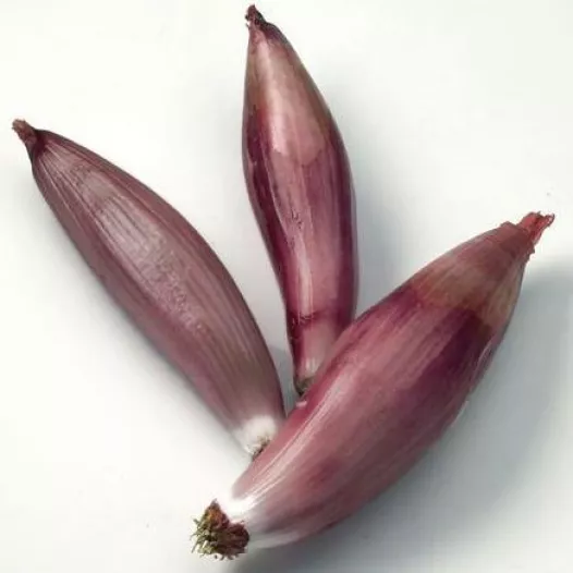 Semences bio d'Oignon Cuisse de Poulet du Poitou