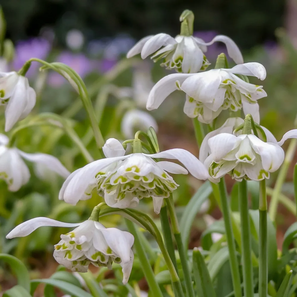 10 Perce-neige double Galanthus nivalis flore pleno