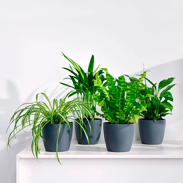 Collection de plantes dépolluantes et ses cache-pots gris ELHO Luchtz. plant 4 st